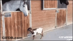 Goat Standing Next To Horse In Stable GIF