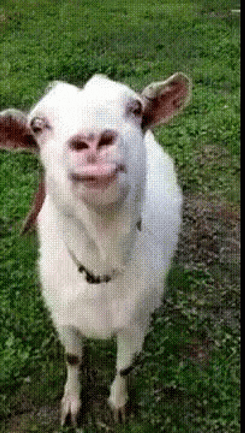 Goat Tongue Out Lick GIF
