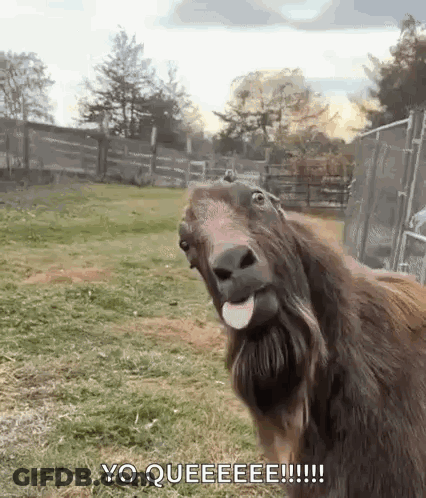Goat With Beard Making Funny Face GIF