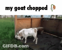 Goat With Text My Goat Chopped GIF