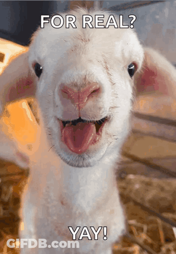 Goat With Tongue Out Saying For Real Yay GIF