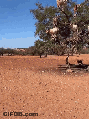 Goats Climbing A Tree In Dirt Field GIF