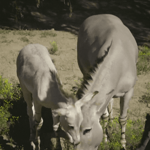 Goats Feeding Grass Cute Animal GIF