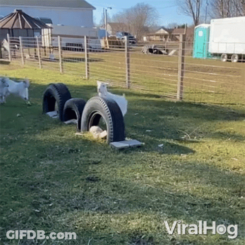 Goats Standing In Grassy Field With Tires GIF