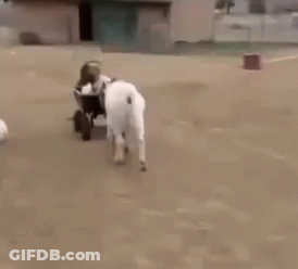 Goats Standing On Dirt Field GIF