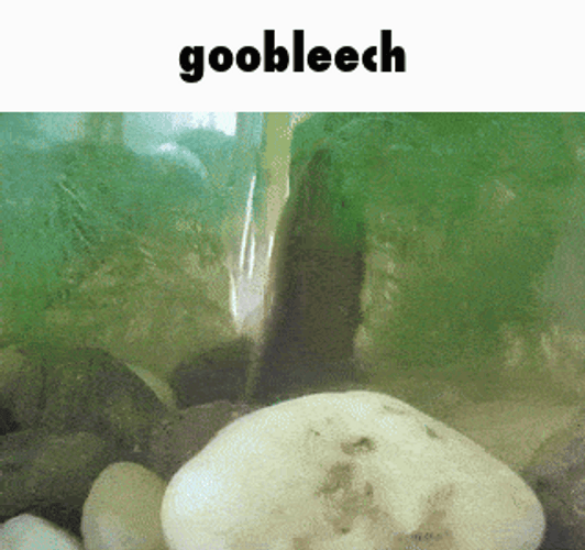 Gob Leech Dancing GIF