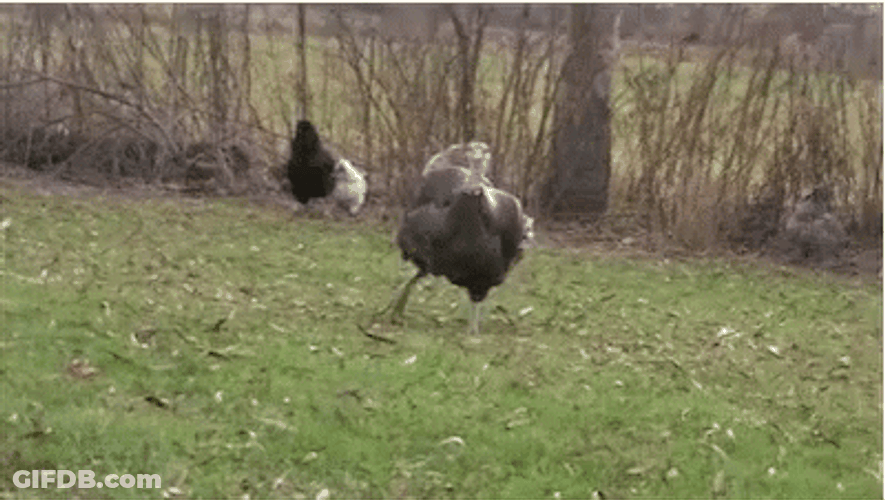 Gobble Gobble Running Turkey GIF