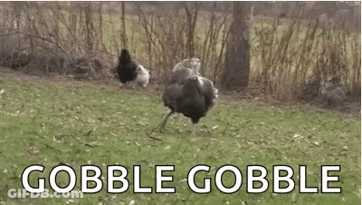 Gobble Gobble Turkeys In Grassy Field GIF