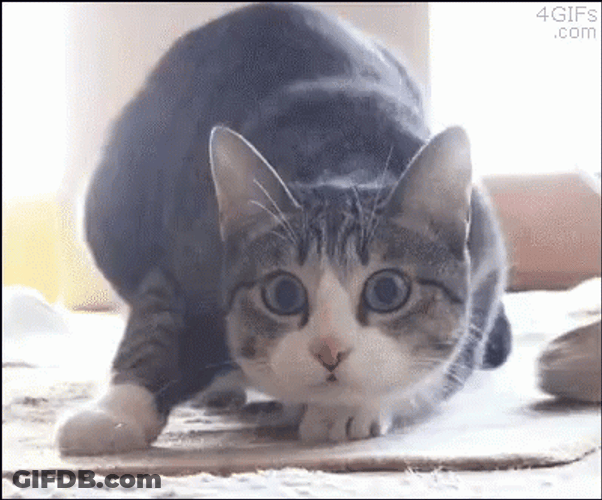 Gobble Jiggly Cat And Man GIF