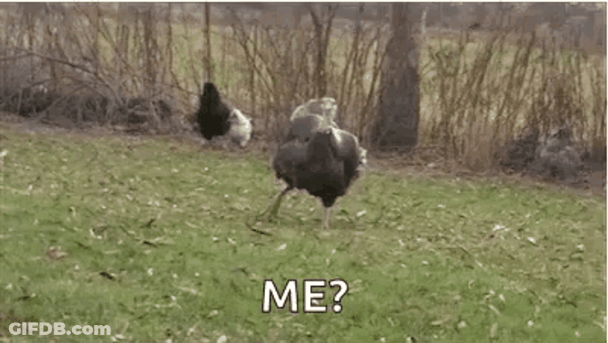 Gobble Running Turkey Alive GIF