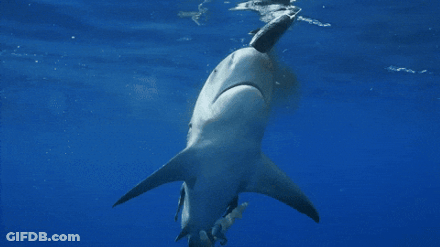 Goblin Shark Almost Swallowed The Fish GIF