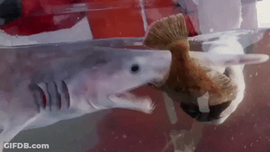 Goblin Shark Attempting To Eat Small Fish GIF