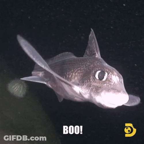 Goblin Shark Small Fish Swimming Say Boo GIF
