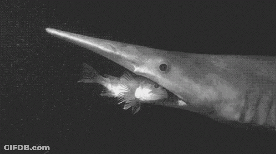 Goblin Shark Swallow Small Fish GIF