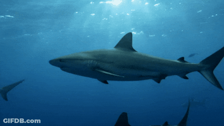 Goblin Shark Swimming Almost Water Surface GIF
