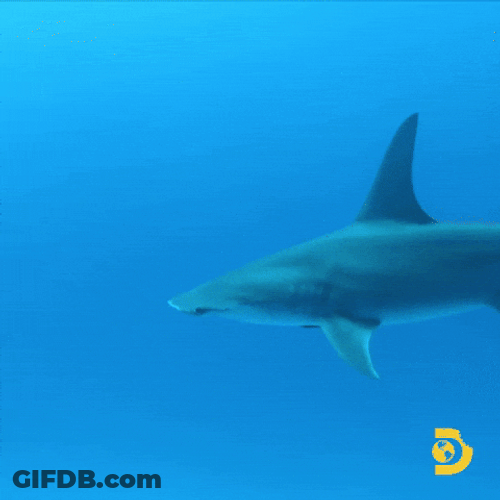 Goblin Shark Swimming In Blue Sea GIF