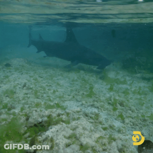 Goblin Shark Swimming Near The Shore GIF