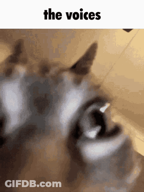 Going Crazy Hearing Voices Head Shake Cat Meme GIF