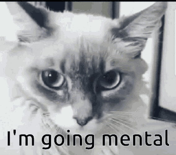 Going Crazy Mental Funny Cat Reaction Meme GIF