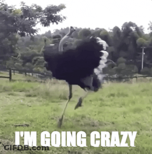 Going Crazy Spinning Around Ostrich Funny Meme GIF