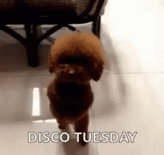 Going Up On A Tuesday Dancing Poodle GIF