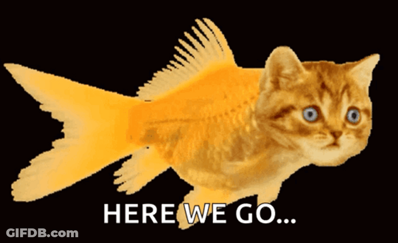 Gold Catfish Here We Go GIF