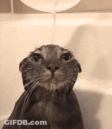 Gold Thank You Splash On Dark Blue GIF