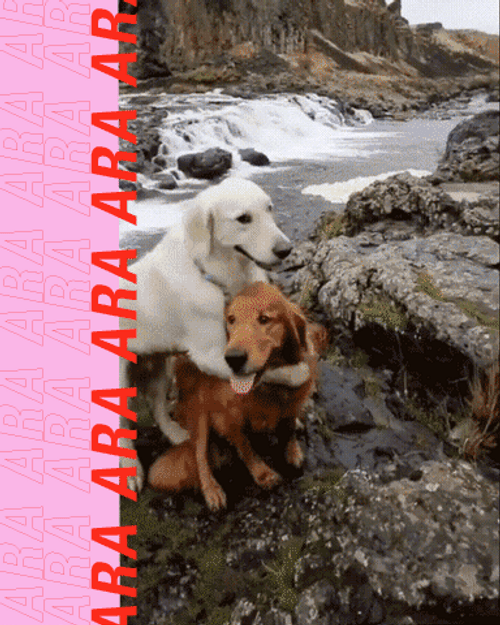 Golden And Labrador Retriever Dogs Hugging GIF