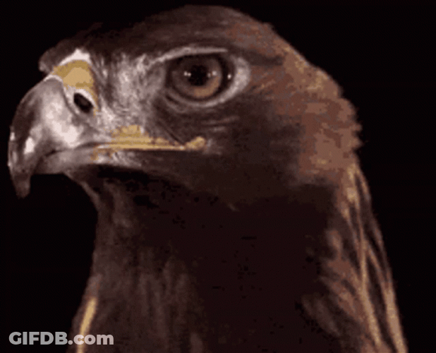 Golden Eagle Slow Motion Head Turning GIF