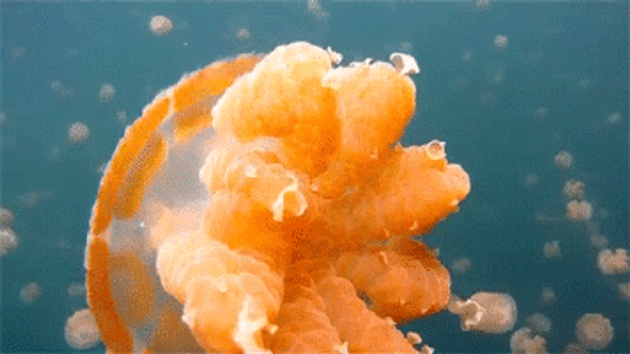 Golden Orange Jellyfish GIF