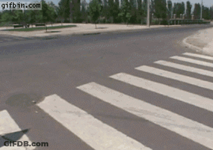 Golden Retriever GIF