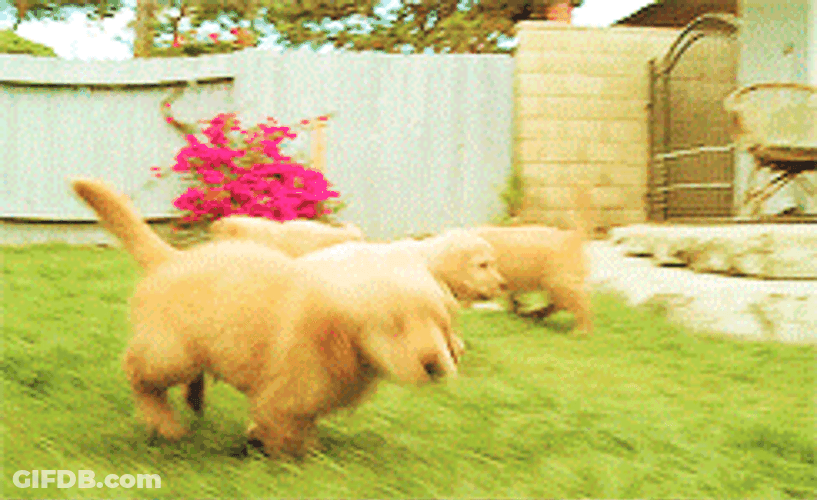Golden Retriever Babies GIF