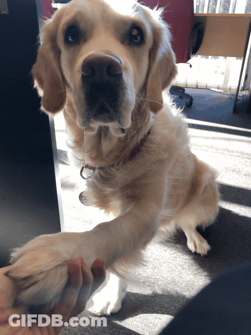 Golden Retriever Begging Look GIF