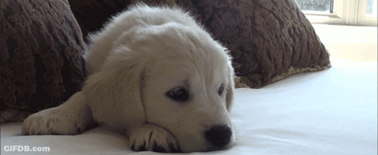 Golden Retriever Behave Puppy GIF