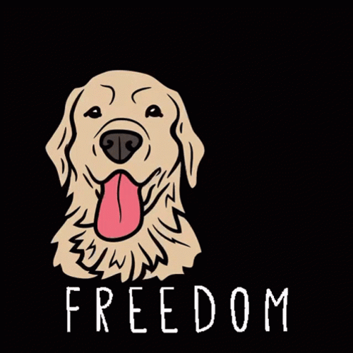 Golden Retriever Best Day Ever Freedom GIF