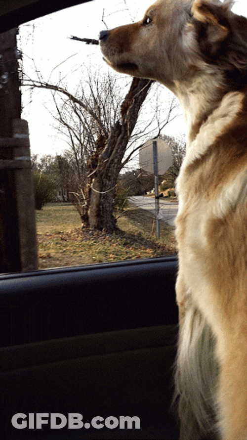 Golden Retriever Car Window GIF