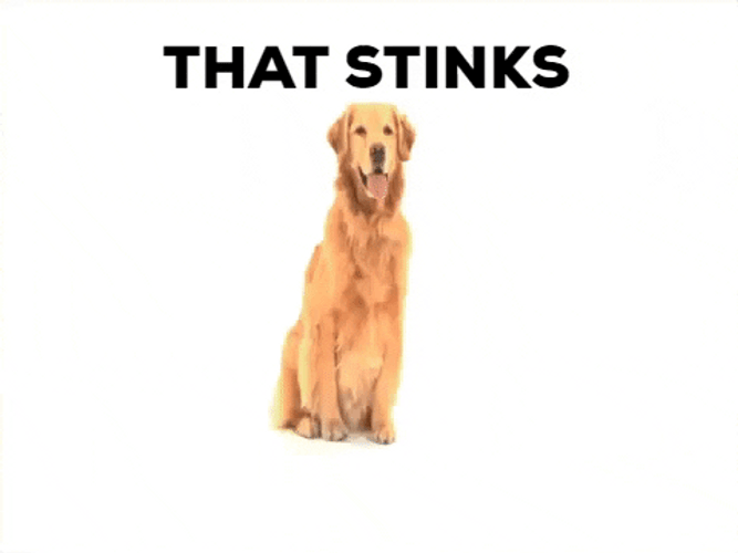 Golden Retriever Covering Nose Smelly GIF