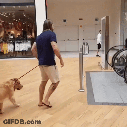 Golden Retriever Daddy Picking GIF