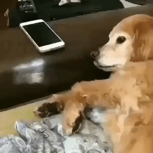 Golden Retriever Dog Don't Do It GIF