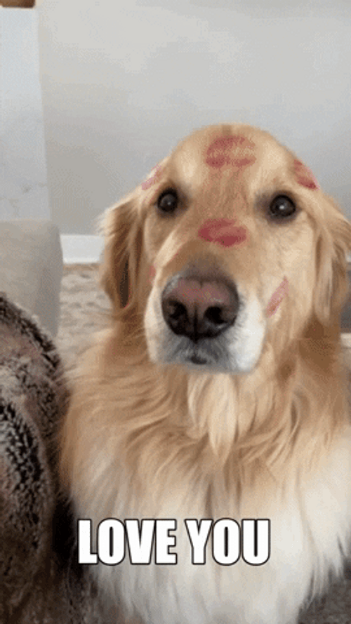 Golden Retriever Dog Getting Kisses GIF