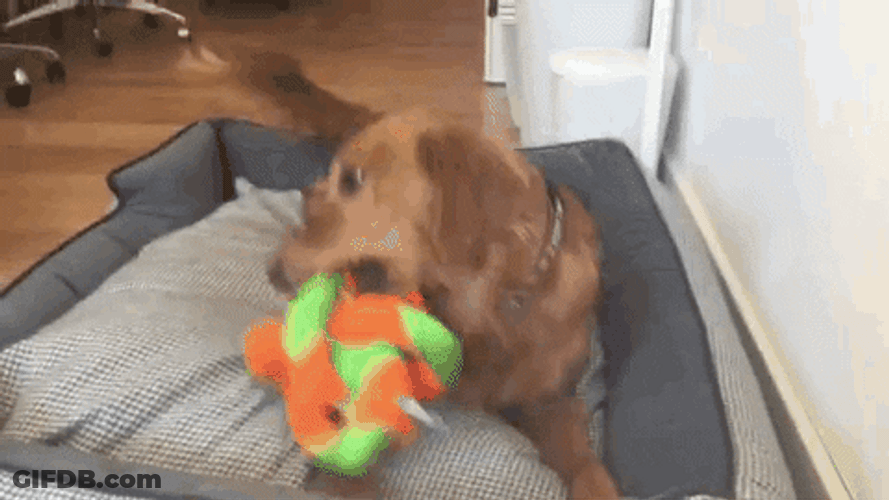 Golden Retriever Dog Toy GIF