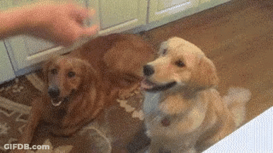 Golden Retriever Dog Vietnam Flashbac GIF