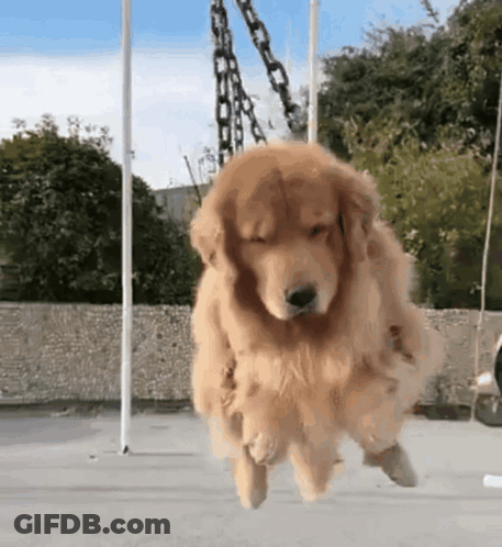 Golden Retriever Flying On Swing GIF