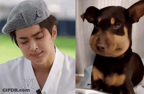 Golden Retriever In Bow Tie Looking At Camera GIF