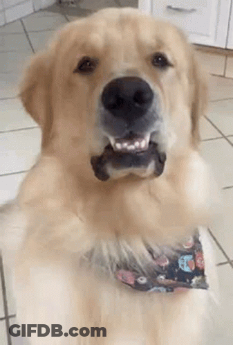 Golden Retriever In Bow Tie Looking At Camera GIF