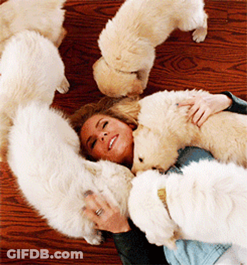 Golden Retriever Kosoko Jackson GIF