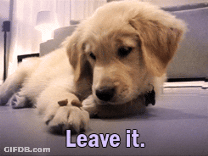 Golden Retriever Leave It GIF