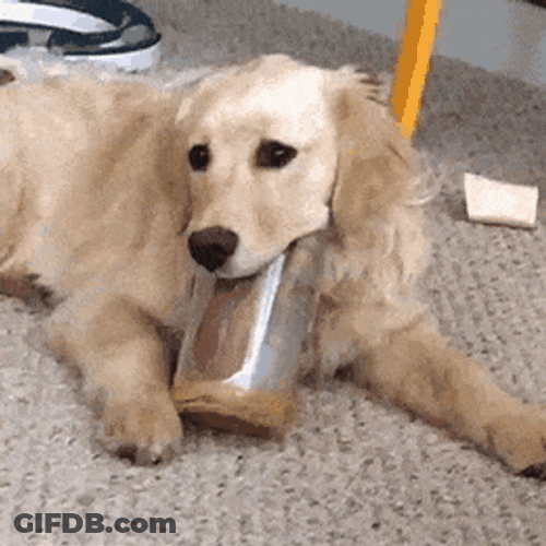 Golden Retriever Licks Clean The Peanut Butter Jar GIF