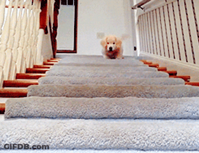 Golden Retriever On Staircase GIF