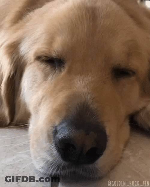 Golden Retriever Open Eyes GIF